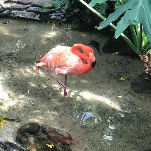 Meet your Posher, Ripple